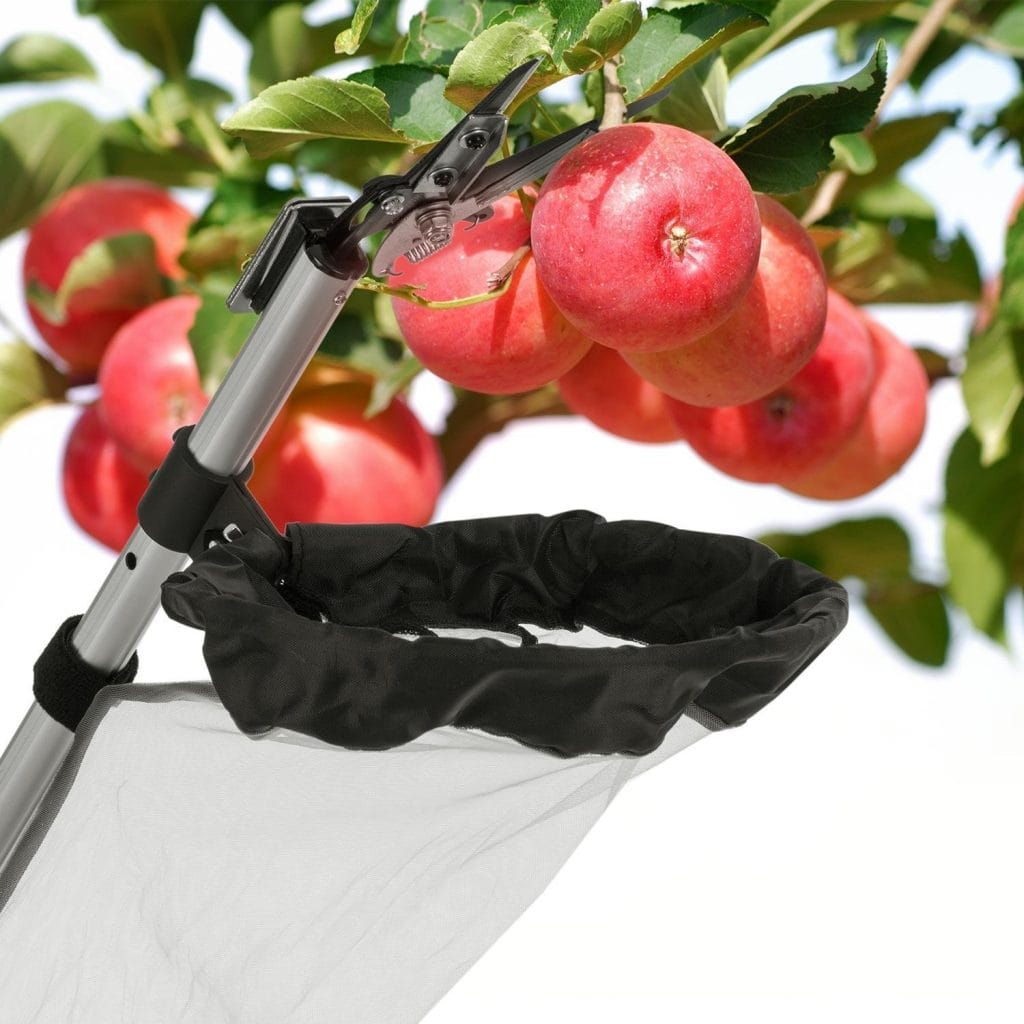 Image shows the tool in action collecting apples.