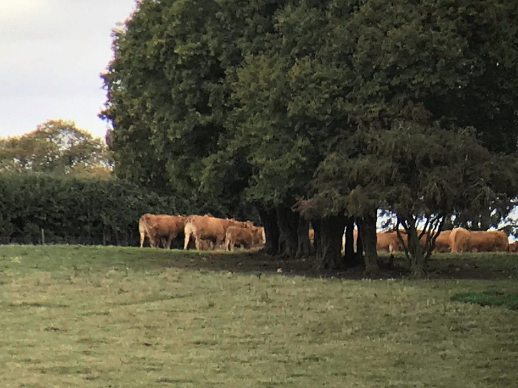 SGODDE Monocular Telescope