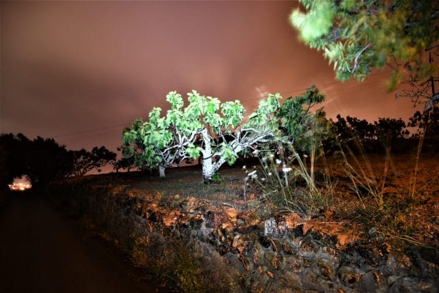 A photo of the S1A Baton illuminating a tree at a medium distance