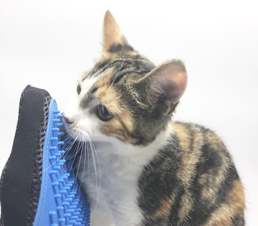 Kennels & Kats Grooming Gloves