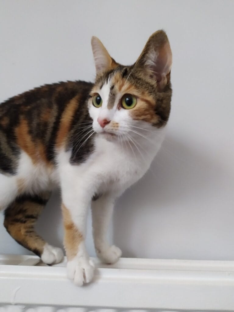 Image shows a cat standing on a radiator. 