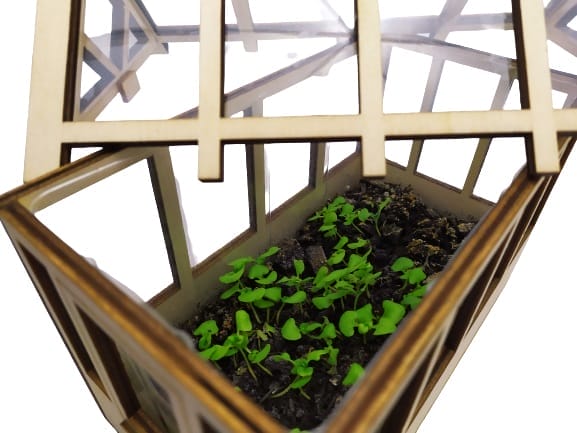 Image shows the greenhouse, the lid has been placed at an angle to allow viewing access to the small basil that's growing.