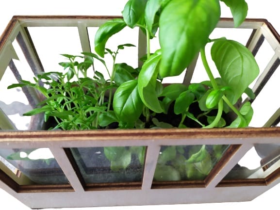 Image shows some Basil and the start of Tomatoes growing.