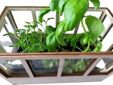 Oliphant Miniature Indoor Greenhouse - My Helpful Hints® Product Review
