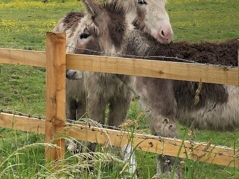 Donkeys