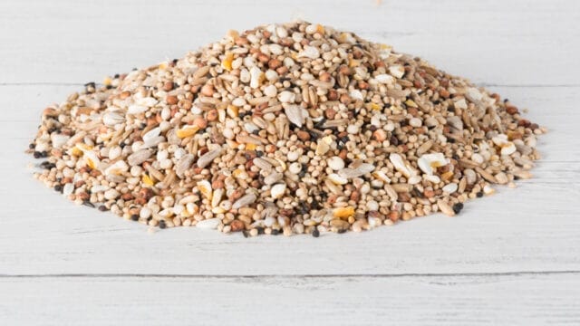 Laverock-Bird-food-No-waste-WBF-with-aniseed-1