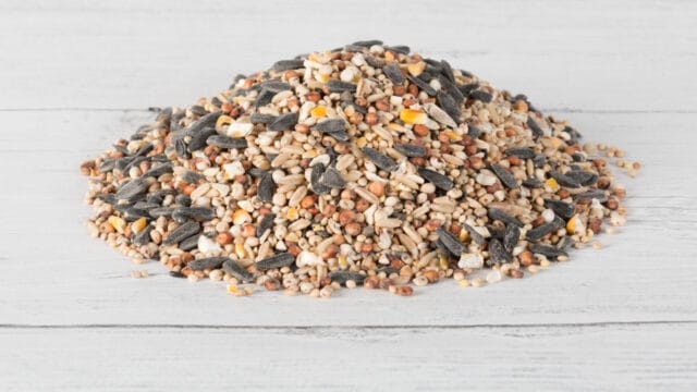 Laverock-Bird-food-No-wheat-WBF-1