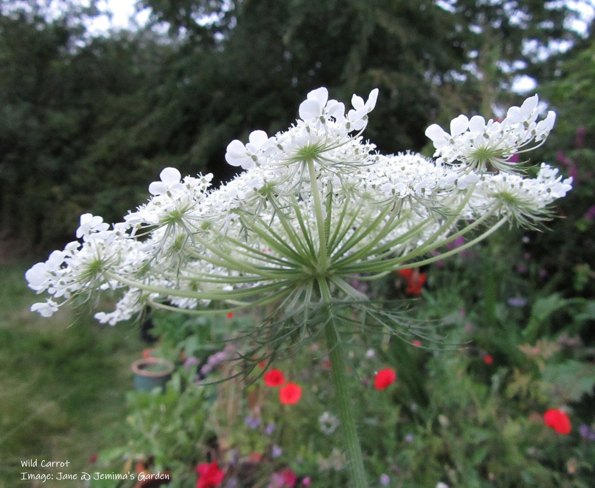 Wild-Carrot-Flower-5